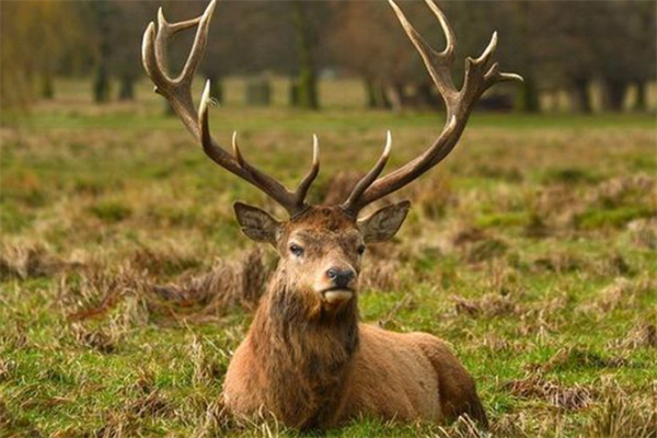 澳门四不像开奖记录,实地验证实施_TIW23.311方便版