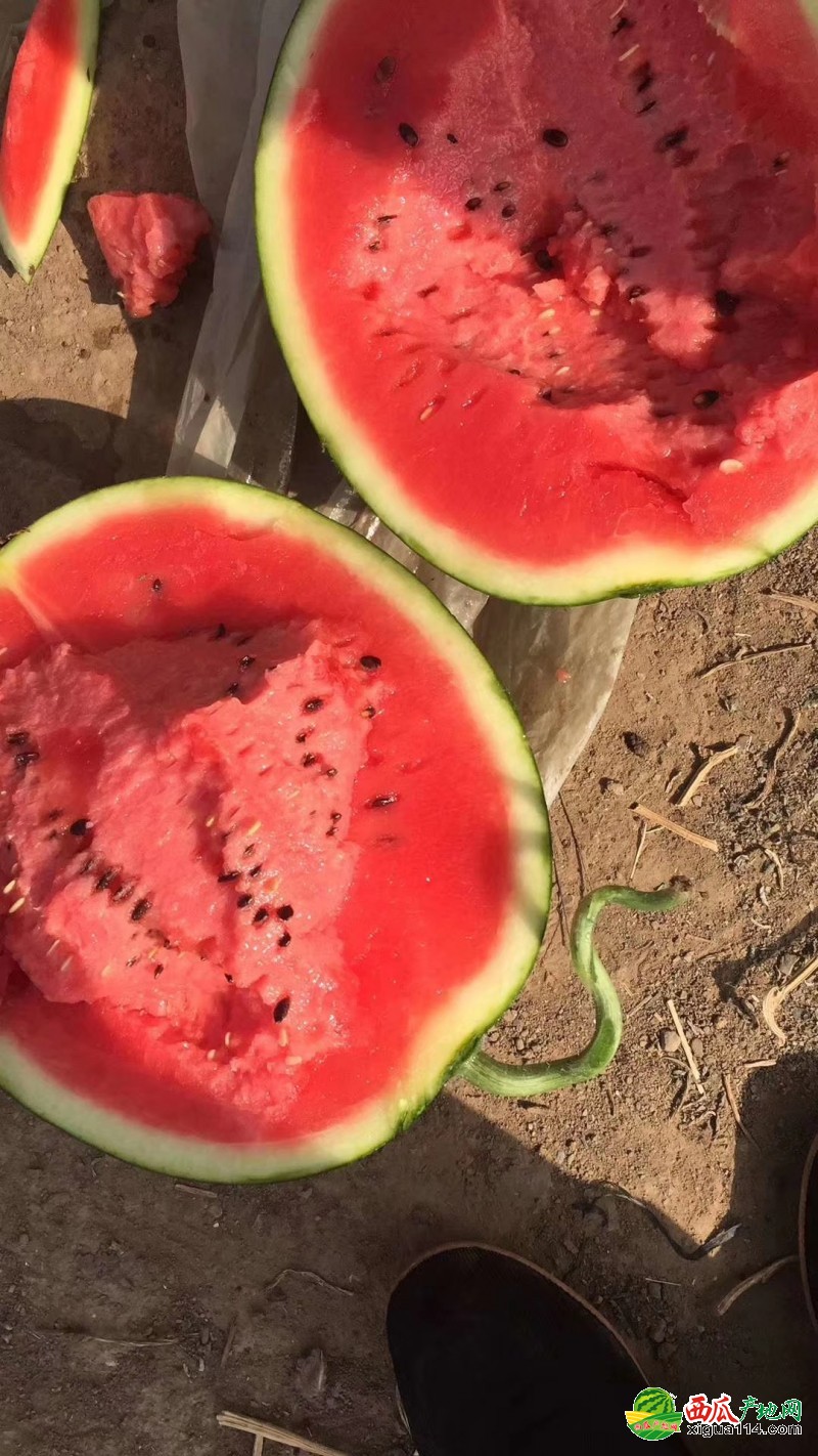 新民西瓜价格最新行情与夏日甜蜜记忆