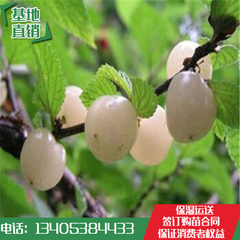 白玉樱桃价格最新行情