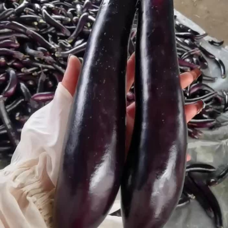 辽宁茄子价格最新行情🍆🌿