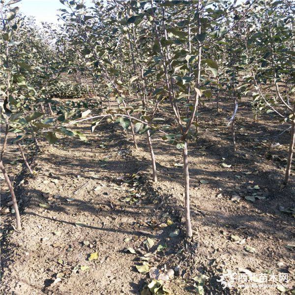 最新苹果树苗,小巷中的绿意宝藏