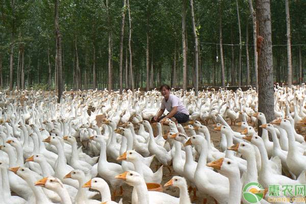 今日最新鹅价格,时代背景下的市场洞察