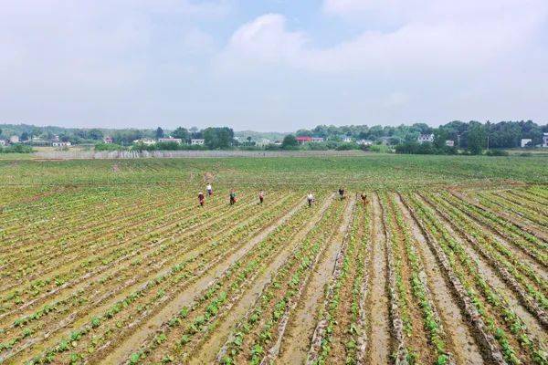 芋头高效种植新法,科技的力量,芋田的革命