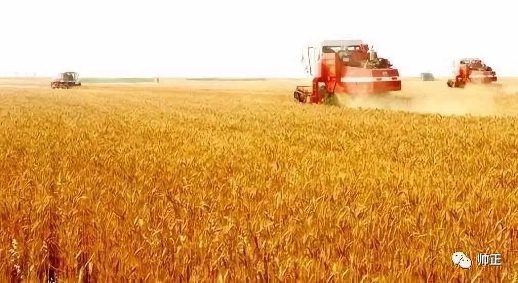 阜阳小麦最新行情,变化中的希望与力量的源泉