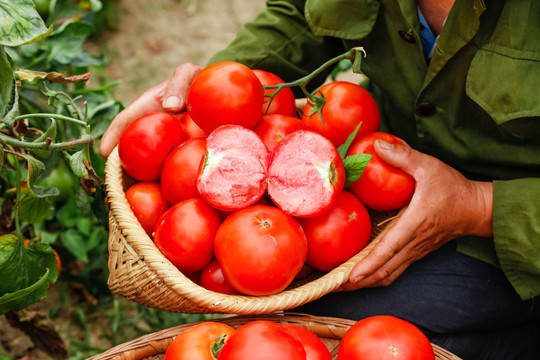 2025年西红柿价格行情与我们的日常小故事