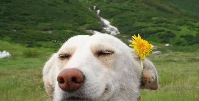 长的像明星的狗,一场寻找内心平静的旅行