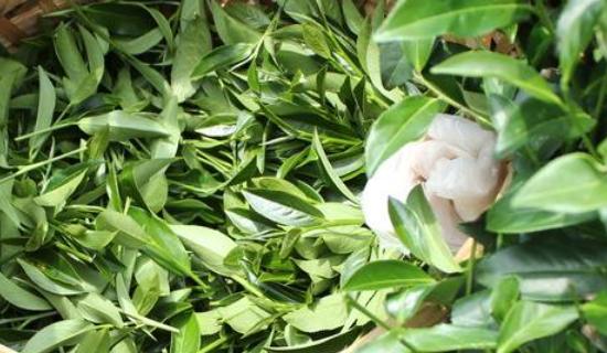 中国十大名茶最新排名,茶叶中的励志故事