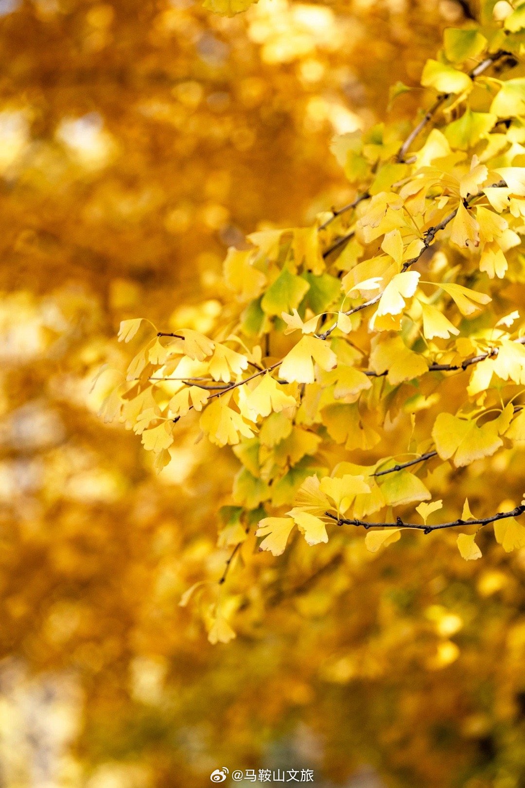最新黄资料,阳光下的金黄时光