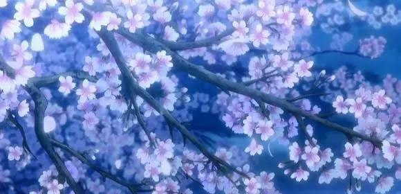 🌸缘之空,樱花动漫下的浪漫邂逅🌸