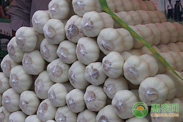 今日乡大蒜最新行情详细步骤指南