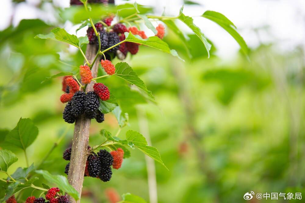 🍀桑葚几月份上市?吃货们快来了解桑葚的季节🍃