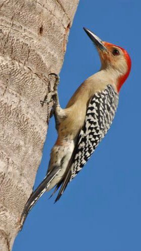 啄木鸟最新资源,探索与解析