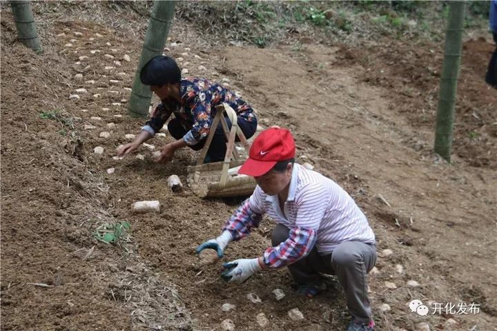 毛竹苗价格表,全面解析毛竹苗市场与价格走势