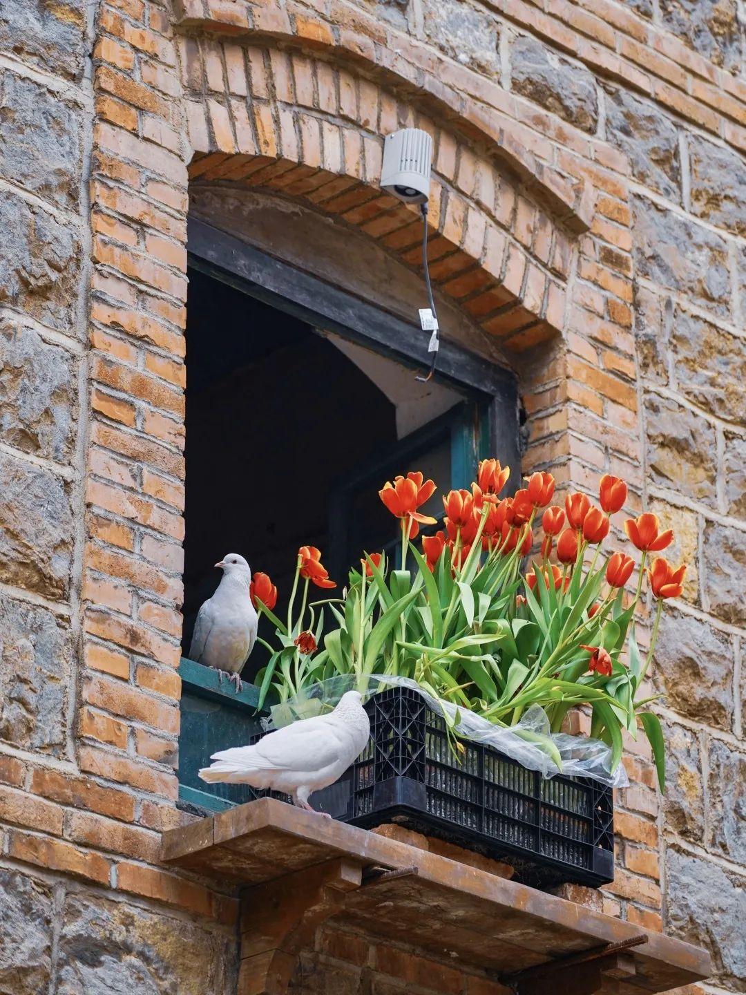 最新小熊故事,探索自然之旅,寻找内心的宁静与喜悦