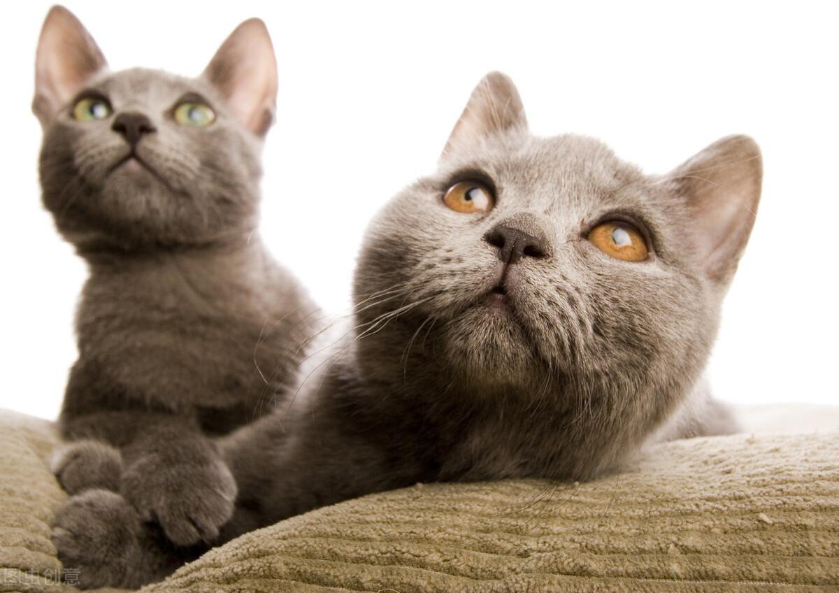 撸猫最新,探索人与猫的亲密互动新时代