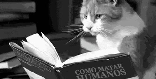 撸猫最新,探索人与猫的亲密互动新时代