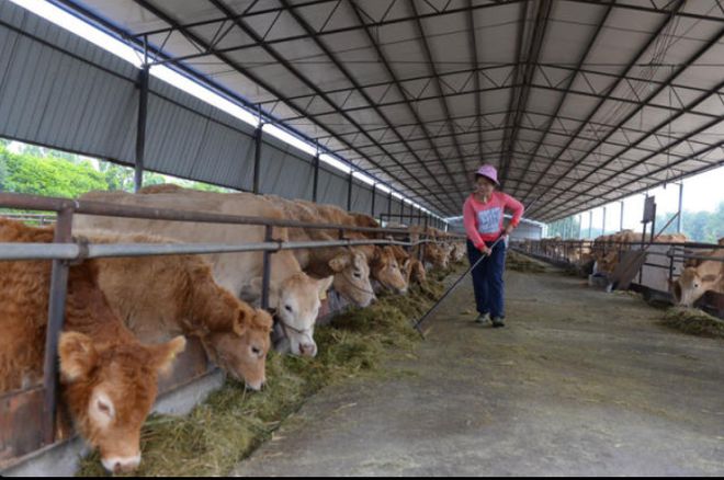 最新合作养牛,小巷中的秘密养牛店