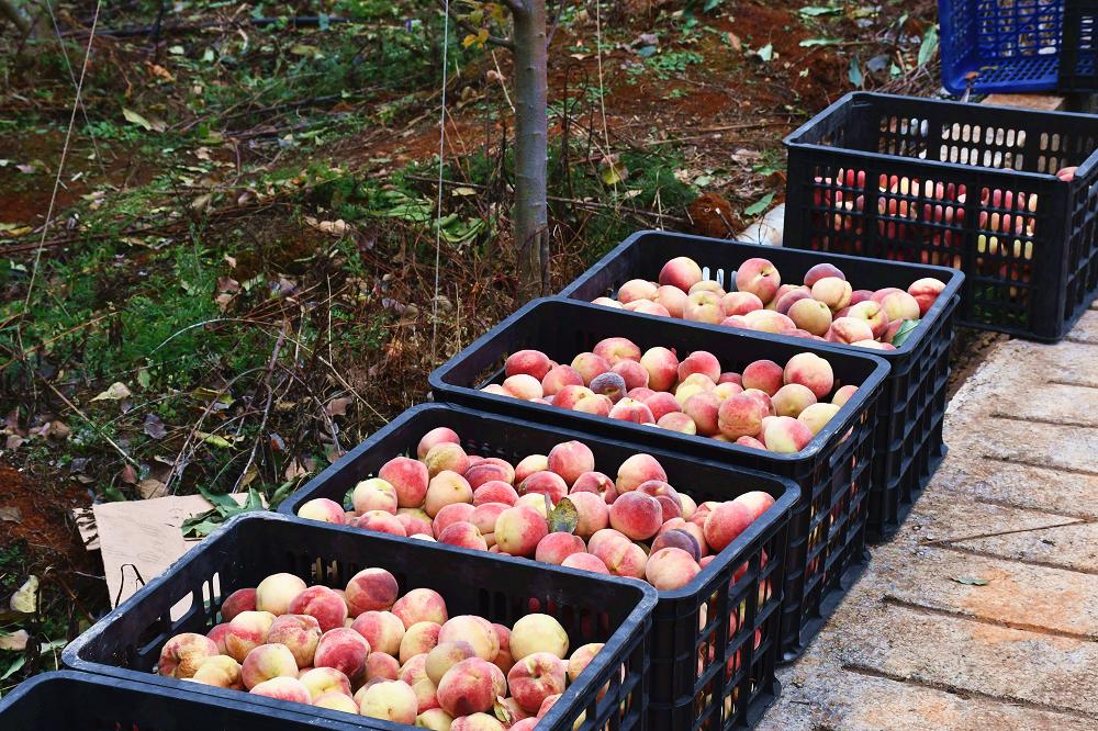 东川最新发展动态