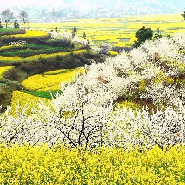 贵定最新疫情,时代的挑战与坚守