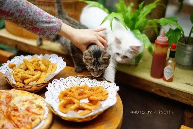 超级最新领养,小巷中的特色小店探秘