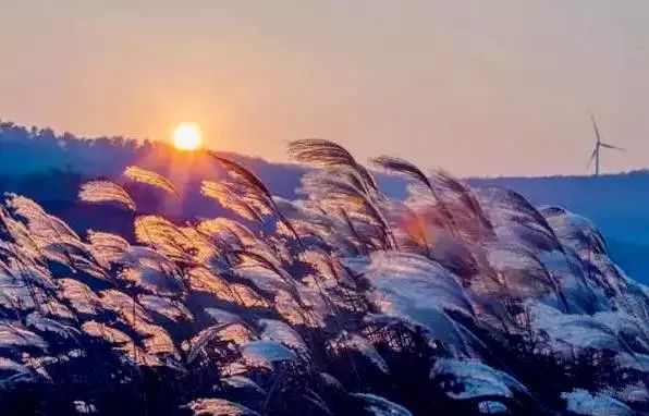 迷宫饭最新,一场探索自然美景的轻松之旅