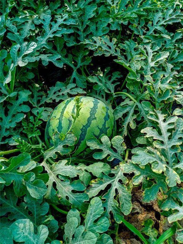 最新西瓜,时代背景下的甘甜传奇