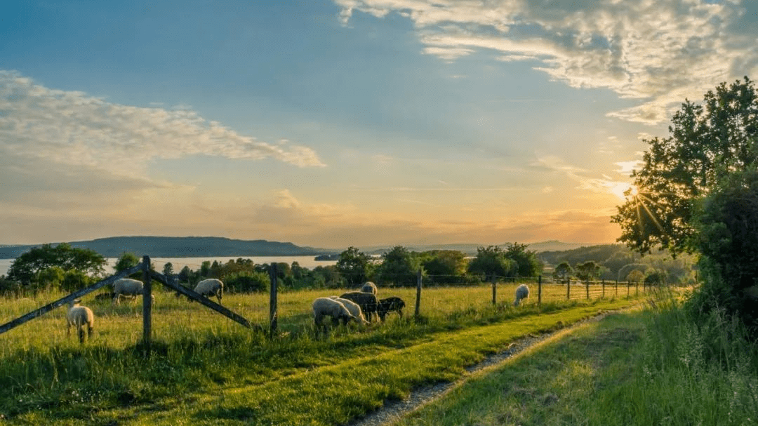 最新青桔,一场自然美景的探索之旅