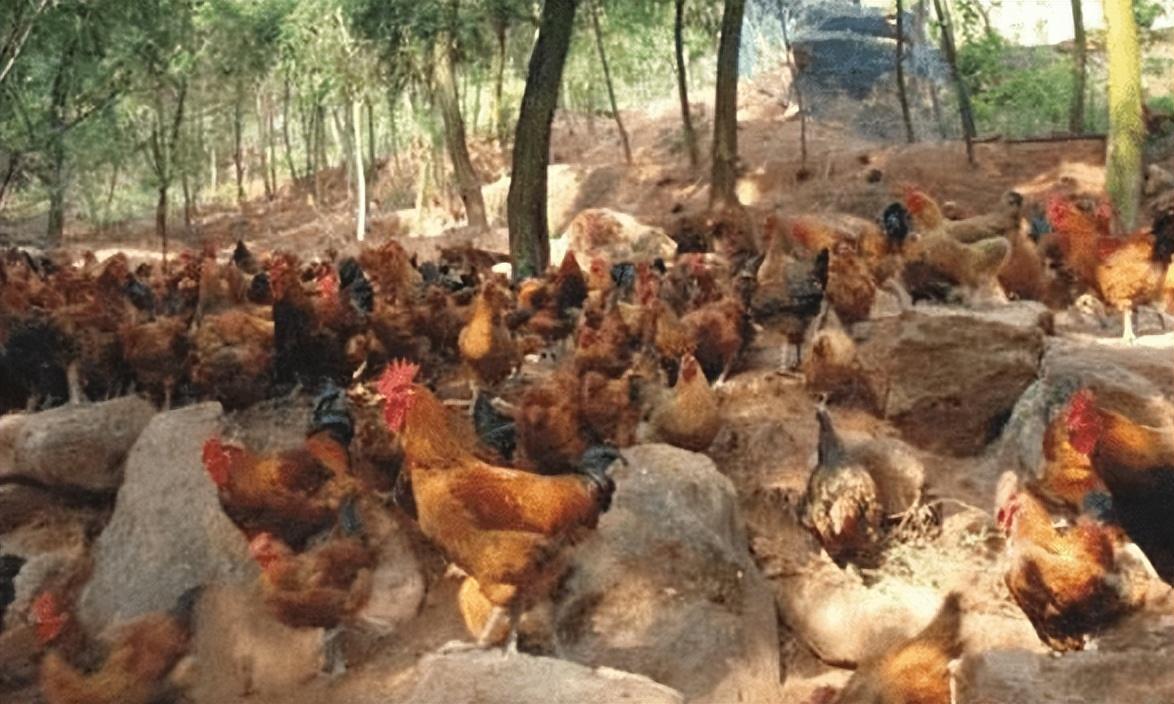 最新查小肠技术,探索小肠疾病的窗口