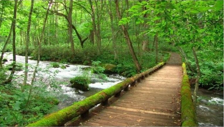 青蛙最新ID,一场自然美景的探索之旅,寻找内心的平和与喜悦