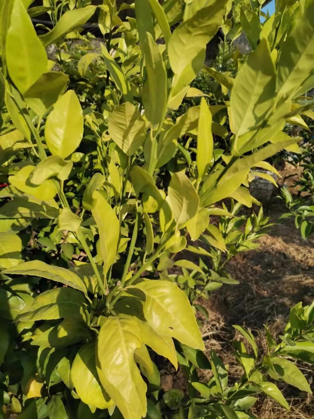 柑桔最新排名,探寻柑橘界的翘楚