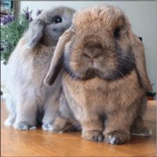 兔最新称呼,萌宠时代的兔子新语