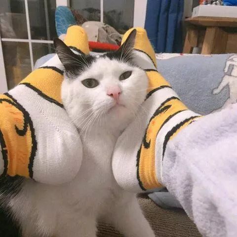 猫咪头像最新,一种流行的文化现象