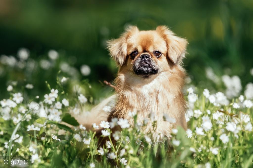 最新狮子会✨神秘又精彩🦁