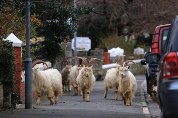 英國最新疫情下的隐秘宝藏,小巷中的特色小店