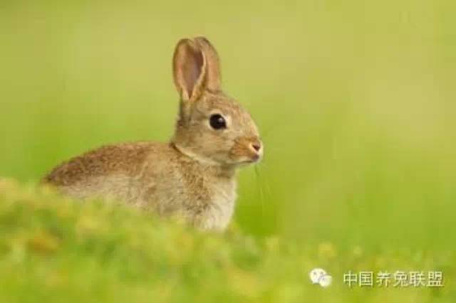 绿红色彩尽显兔藏羊居,指什么生肖