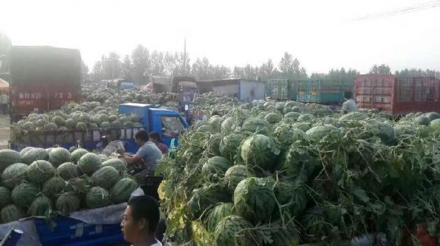 开封西瓜价格最新行情，一场自然美景的探索之旅