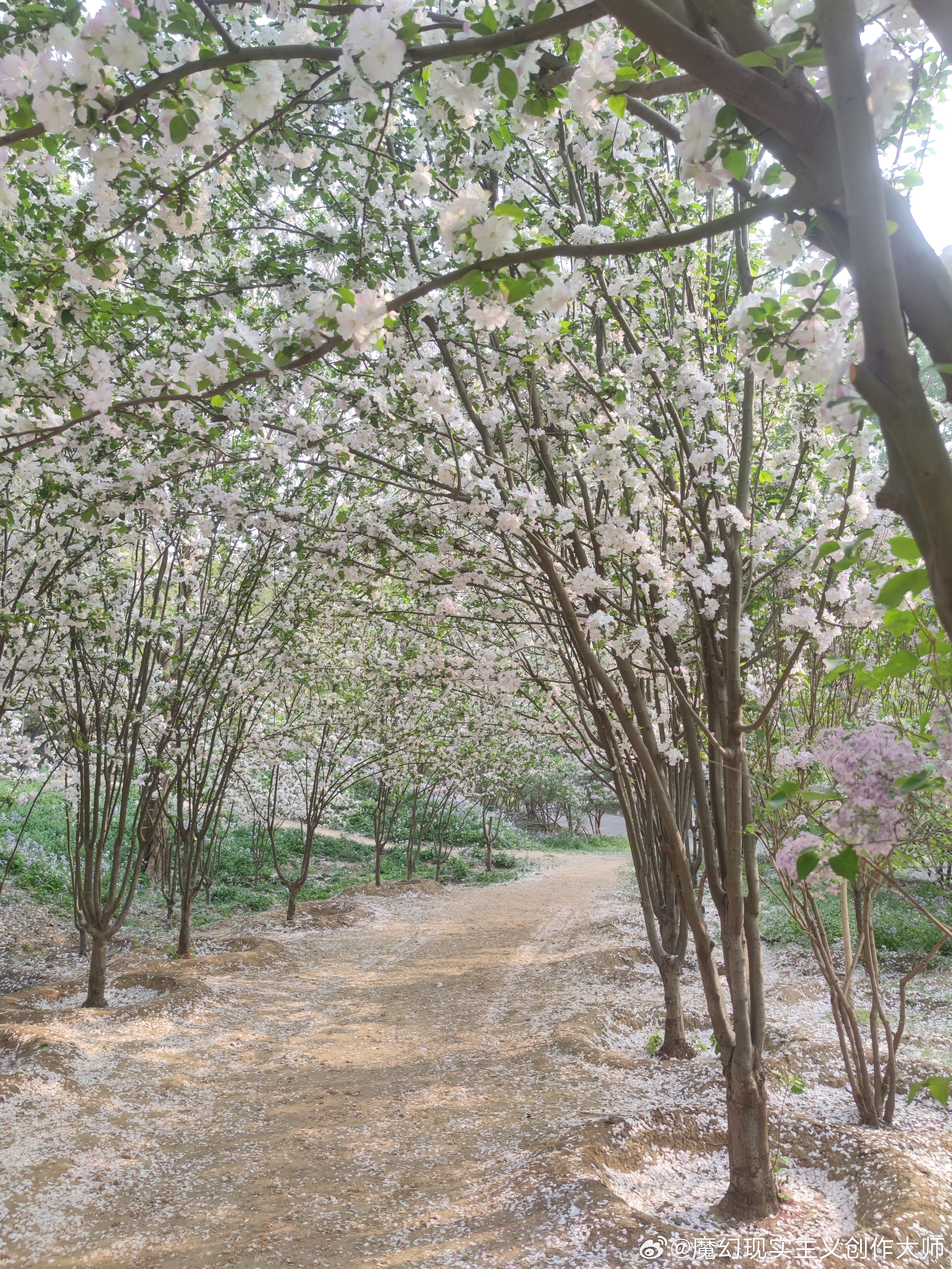 🌸公园美景最新动态🌼